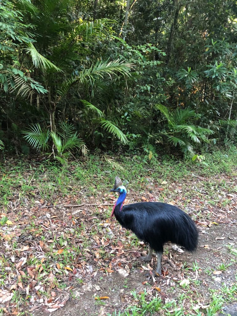 cassowary in queensland australia