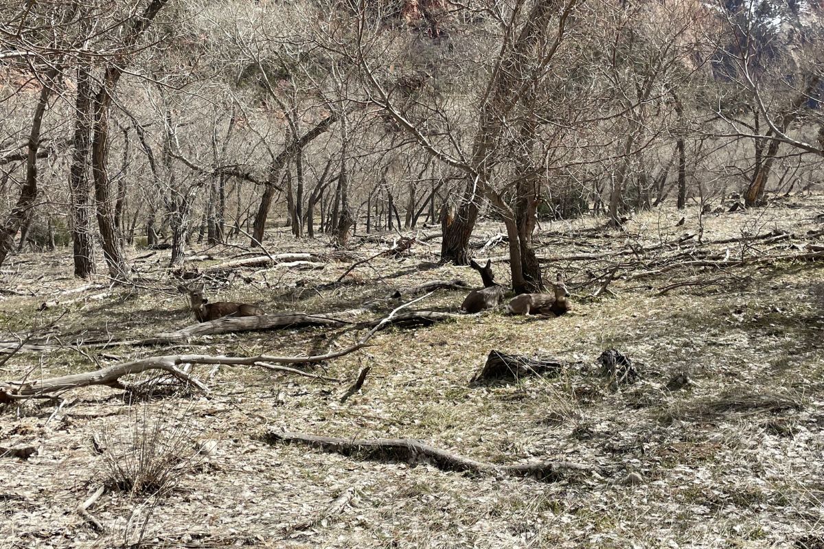 Mule deer resting along Virgin River in Zion National Park