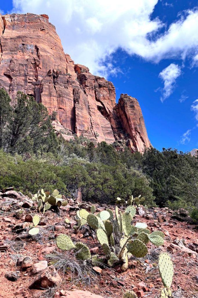 plant life in zion national park