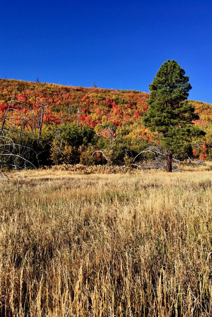 zion national park fall colors in the wilderness