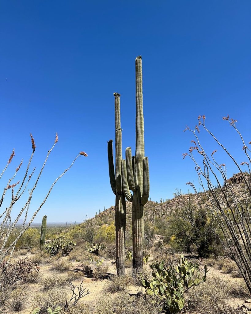 tall cacti in saguaro national park