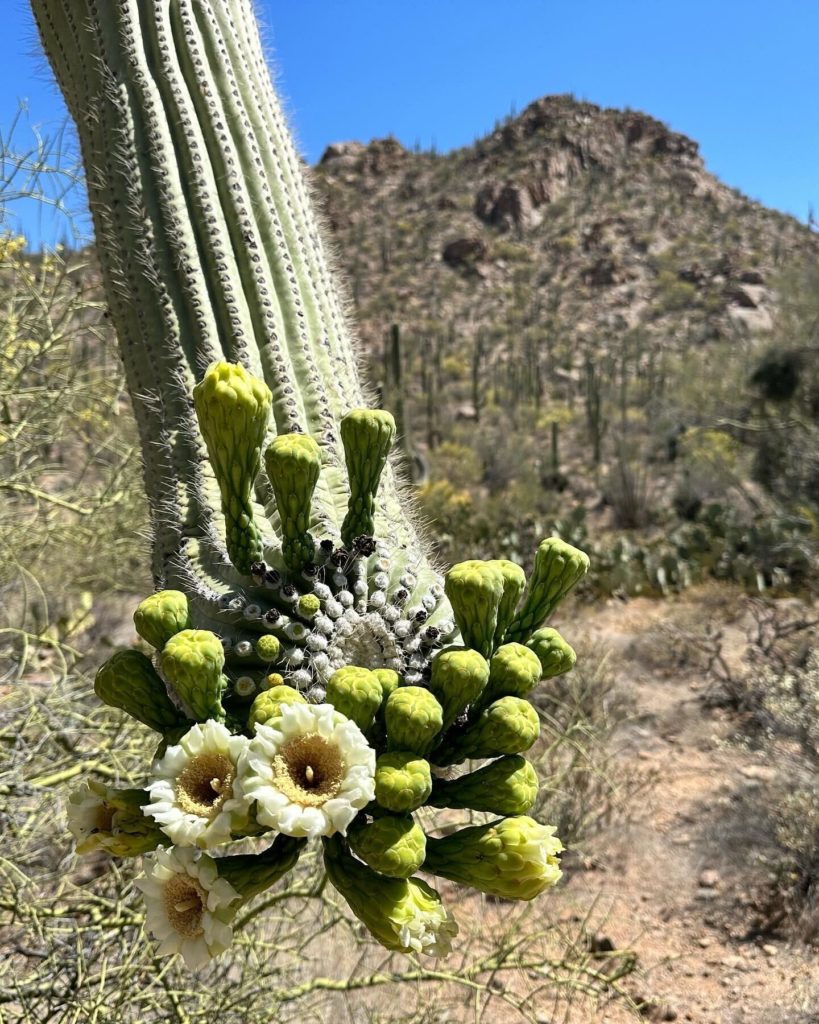 flowers in saguaro national park